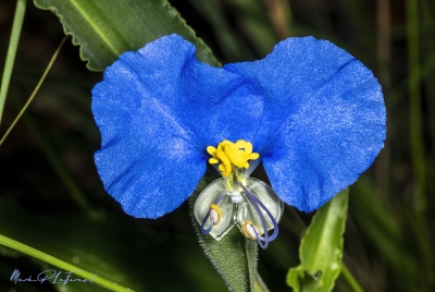 Dayflower April 2025